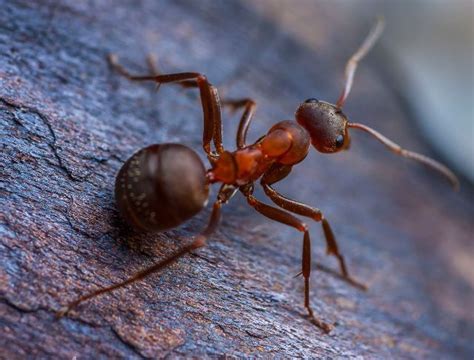 tips  mengusir semut hitam  merah  tidak datang