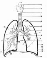 Respiratory Lungs Lung Labeling Physiology Coloringhome Respiration Labelling Albanysinsanity Workbook Inspired sketch template