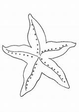 Starfish Basic Coloring Game Print sketch template