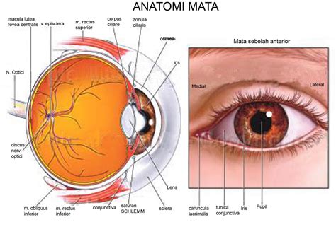 andar punya cerita anatomi mata manusia