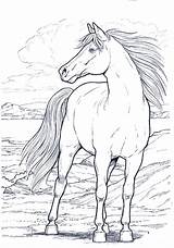 Disegnidacolorareperadulti Horses Cavalli Ottenere Ruvida Benissimo Cavallo sketch template