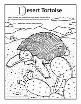 Tortoise Desert Coloring Pages Color Animals Tortoises sketch template