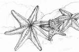 Starfish Drawing Drawings Sea Coloring Fish Line Pencil Zeichnung Illustration Outline Pages Otherwise Legged Draw Jewel Renee Seestern Tattoos Realistic sketch template