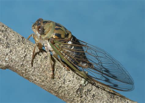 cicadas emerge annually  mississippis forests mississippi state