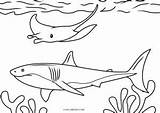 Sharks Rays sketch template