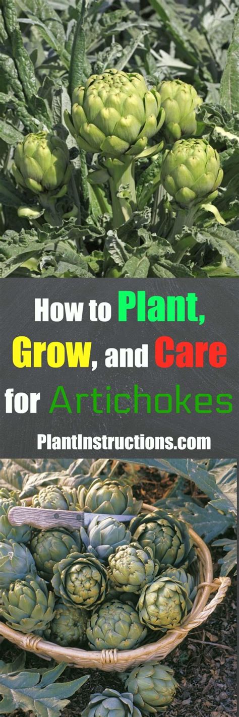 grow artichokes plant instructions