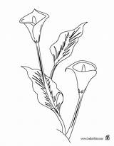 Lily Calla Coloring Flower Line Drawing Pages Printable Arum Stargazer Carnation Flowers Lilies Sheets Drawings Print Getcolorings Paintingvalley Color Adult sketch template