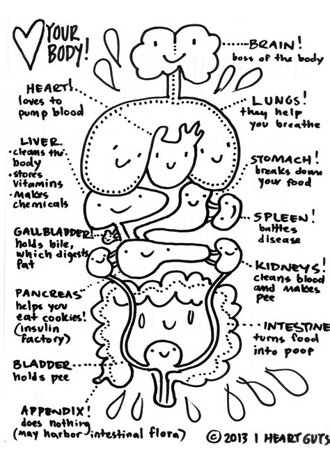 anatomy coloring page  heart guts