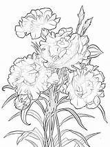 Coloring Pages Carnation Flower Flowers Carnations Printable Mycoloring Color Choose Board sketch template