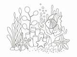 Algae Starfish Adults sketch template