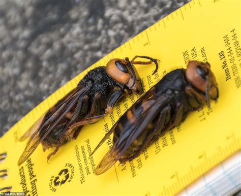 Murder Hornets With Sting That Can Kill Lands In Us