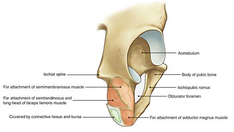 Hip Region Anatomy Human Anatomy