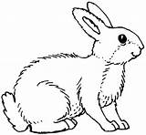 Lapin Coloriage Colorier Lapins sketch template
