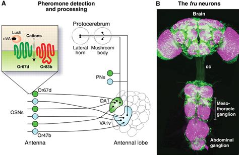 Wired For Sex The Neurobiology Of Drosophila Mating Decisions