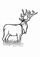 Deer Coloring Pages Totally Leisure Enjoyable Activity Time Forget Supplies Don sketch template
