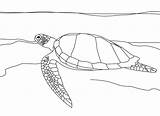 Turtle Sea Coloring Pages Print Box Printable Color Kids Getcolorings Shocking Eastern sketch template