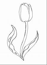 Coloring Tulip Pages Flower Printable Drawing Outline Spring Template Print Kids Color Tulips Watering Flowers Step Dahlia Easy Sheets Marble sketch template