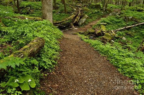 woodland trail  photograph  daniel dempster fine art america