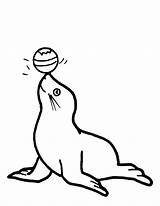 Seal Coloring Clipart Printable Animals Pages Circus Elephant Drawing sketch template