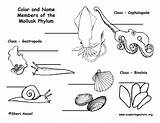 Mollusk Mollusks Clam Enseñanza Moluscos sketch template