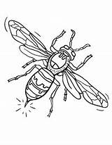 Coloring Hornet Pages Kids Colouring Printable Sheets sketch template