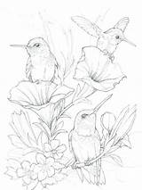 Hummingbird Coloring Gaddynippercrayons sketch template