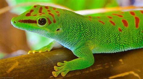 gecko  colorful unique reptile types diet