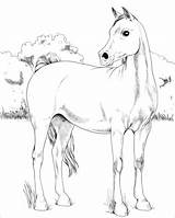 Arabian Colorare Cavallo Arabo Cavalli Cavalo Mare sketch template