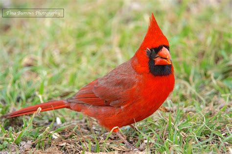 beautiful cardinal birds  blooms