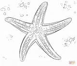 Kolorowanki Rozgwiazda Starfish sketch template