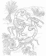 Desert Coloring Pages Scorpions sketch template
