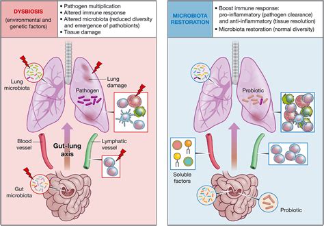 The Role Of The Lung Microbiota And The Gut–lung Axis In Respiratory