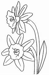 Daffodil Coloring Daffodils Pages Color Colouring Flowers Printable Acoloringbook Templates Getcolorings sketch template