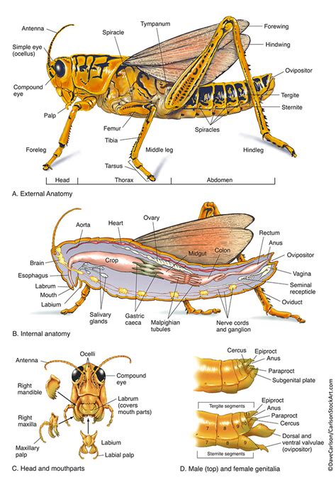 grasshopper anatomy carlson stock art