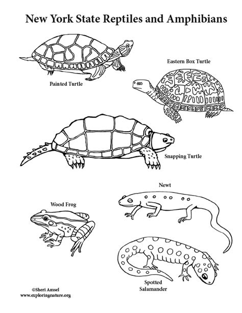 york state reptiles  amphibians coloring page