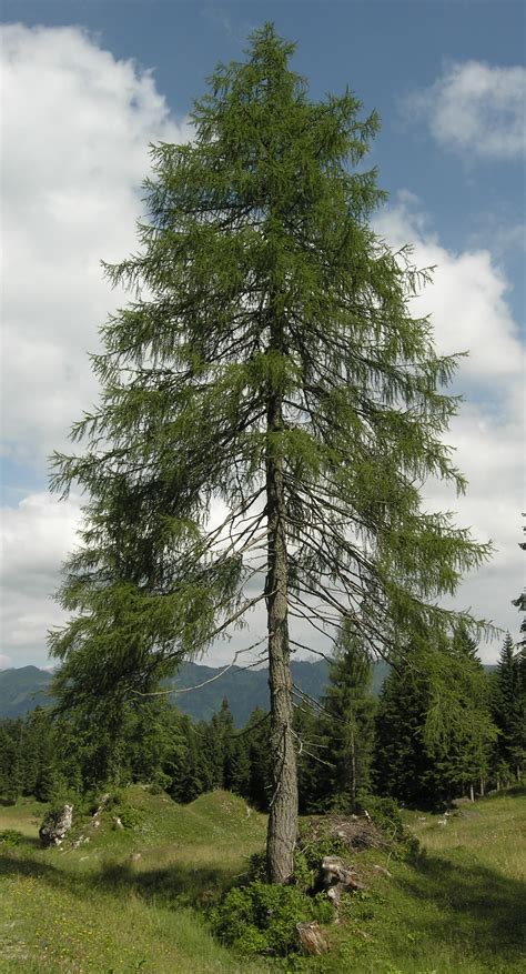 mueller muenchehof pflanzen gmbh pflanzen fuer forst landschaft und