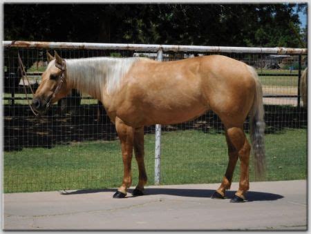 american quarter horse  sale  arizona    wonderful disposition   dog gentle