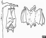 Bats Two Printable sketch template