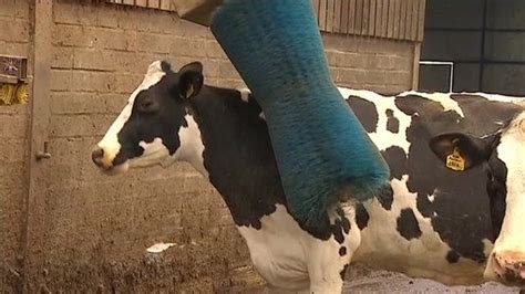 farmer pampers cows with mattresses bbc news