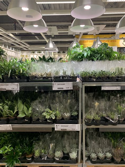 ikeas plant department apartment therapy