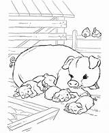Coloring Pages Pigs Printable Farm Popular Animal sketch template