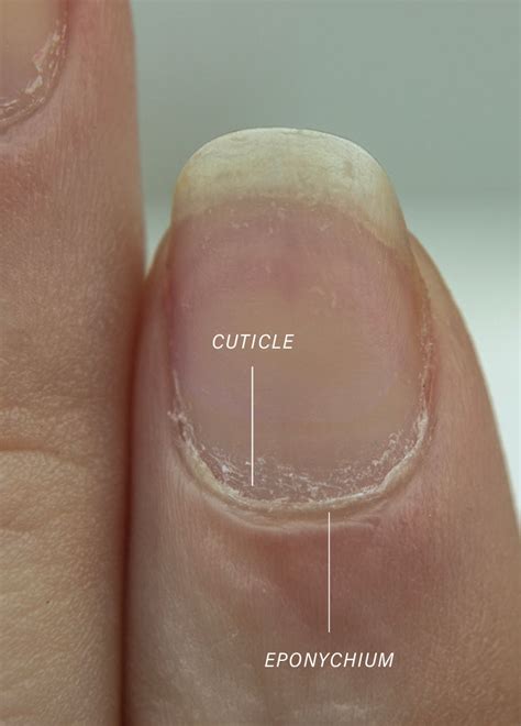 cuticle qa   founder  bare hands