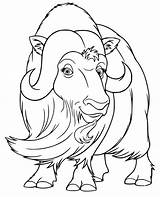 Ox Musk Coloring sketch template