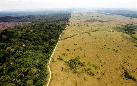 satellites  stop deforestation    wired