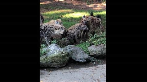 hyena herstelt goed na gruwelijke aanval van vijf soortgenoten  beekse bergen omroep brabant