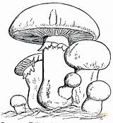 Coloring Pages Mushroom Mushrooms Family Colouring Fungi Printable Drawing Sheets Adults Color Mario Getdrawings Trippy Psychedelic Book Super Getcolorings Toadstool sketch template