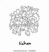 Lichen Clipart Designlooter Wood 5kb 470px Clipground sketch template