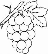 Coloring Grapes Pages Grape sketch template