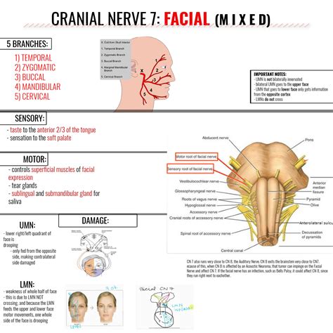 facial nerve graphic facial nerve cranial nerves facial nerve anatomy