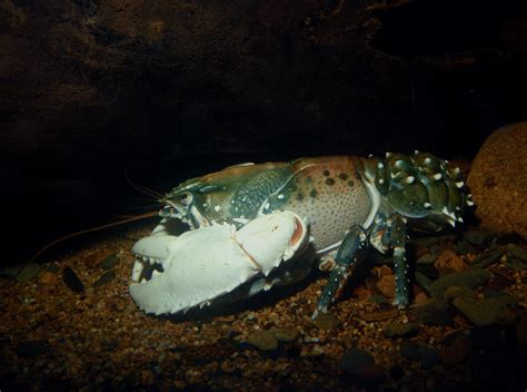 aquatichyk murray river crayfish euastacus armatus